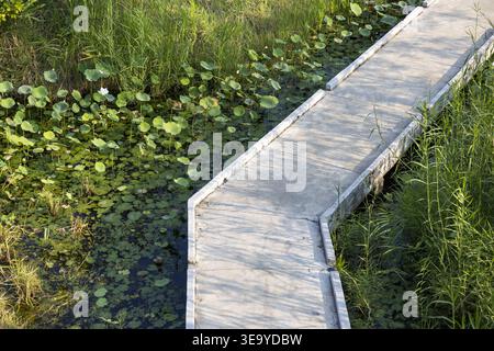Paisible promenade en bois serpentant à travers un paysage verdoyant de marais avec des nénuphars sur la surface de l'eau calme parfait pour une promenade tranquille dans la nature sereine Banque D'Images