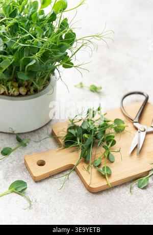 Le pois pousse des microverts poussant dans un pot avec des tiges récoltées sur une planche à découper et des ciseaux Banque D'Images