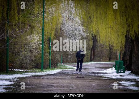 Un marcheur solitaire se déplace le long d'un chemin de parc enneigé sous les branches de saule. Une lumière douce et des verts discrets créent une ambiance contemplative Banque D'Images