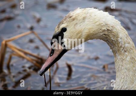 Le profil élégant d'un cygne montre la longue courbe en S de son cou. De fines gouttelettes brillent sur le plumage crémeux. Les roseaux et l'eau créent une toile de fond silencieuse Banque D'Images