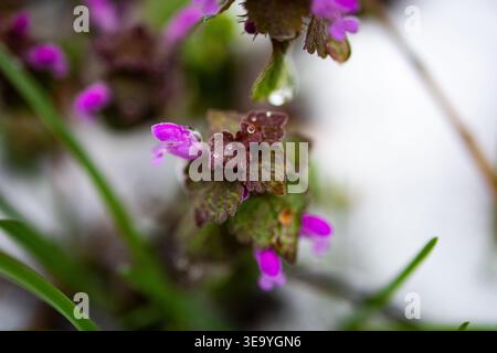 Fermer macro de minuscules fleurs sauvages violettes avec des gouttes de pluie sur des feuilles texturées. Les lames vertes tendres flouent en arrière-plan tandis que la fleur brave le printemps froid Banque D'Images