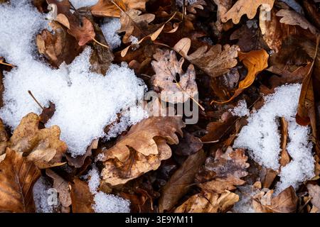 La neige en croûte fond parmi les feuilles de chêne brun frisées sur le sol de la forêt. La texture de la glace et des veines foliaires enregistre le passage lent du froid hivernal à Banque D'Images