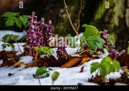 Des grappes de moine dentaire violette émergent par la fonte de la neige sur le sol forestier à côté de feuilles vertes fraîches. La fleur sauvage inhabituelle signale la résilience et Banque D'Images