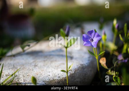 Les fleurs de pervenche s'élèvent à côté d'une pierre blanche lisse captant une lumière chaude. La scène montre un couvre-sol résistant poussant une nouvelle croissance tout en étant flou doux Banque D'Images