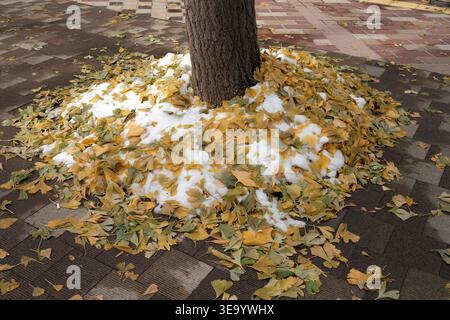 Feuilles de ginkgo doré et première neige autour d'un tronc d'arbre Banque D'Images