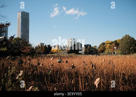 Shinobazu Pond avec des plantes de lotus séchées et l'horizon de la ville de Tokyo Banque D'Images