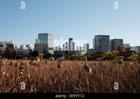 Paysage urbain de Tokyo sur le champ de lotus séché à l'étang Shinobazu Banque D'Images