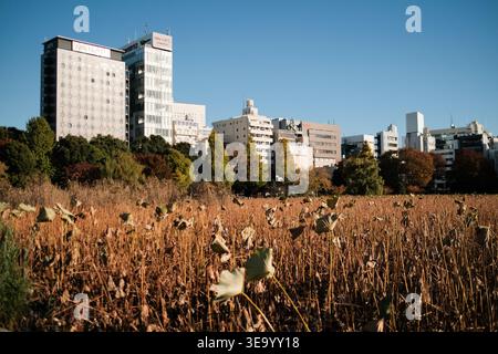 Plantes de lotus séchées à l'étang Shinobazu avec paysage urbain de Tokyo Banque D'Images