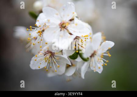 Le cluster serré de pétales blancs avec des épingles dorées se dresse net contre un flou doux L'image offre une vue intime des fleurs printanières et de la subtilité Banque D'Images