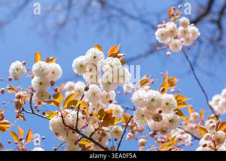 Prunus serrulata 'Fugenzo'/'Shirofugen', branche de cerisier à fleurs japonaises, fleurs blanches doubles, fleurs de sakura Banque D'Images