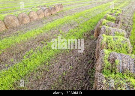 Rangées de vieilles balles de paille pourrissant dans un champ le concept de déchets agricoles Banque D'Images
