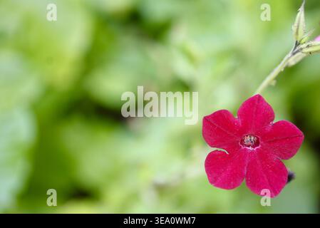 Gros plan d'une seule fleur rouge positionnée sur le côté avec un grand espace de copie sur un fond vert flou doux. Banque D'Images