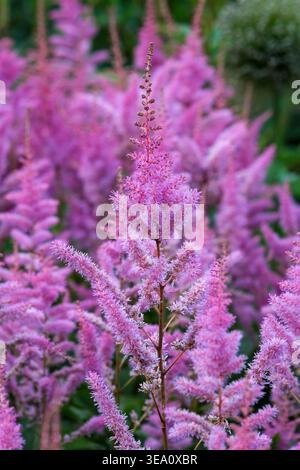 Astilbe Améthyste, fausse spirée Améthyste, panaches longs, lâches et moelleux de fleurs rose violacé foncé Banque D'Images