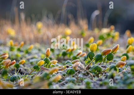 Bourgeons jaunes d'aconite hivernale (Eranthis hyemalis) émergeant à travers un sol givré au début du printemps, macro gros plan avec une lumière douce du matin. Banque D'Images