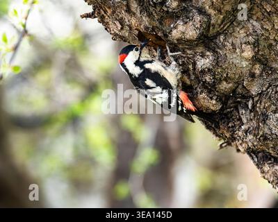 Grand pic tacheté grimpant le long d'un tronc d'arbre tout en cherchant des insectes dans un environnement boisé naturel avec un fond flou Banque D'Images