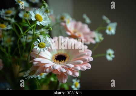 Gerbera rose doux fleurit à côté de petites marguerites blanches. Les tiges vertes s'élèvent doucement à partir d'un arrière-plan flou. Les fleurs brillent d'une lumière naturelle et douce. Parfait Banque D'Images