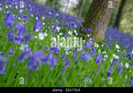 bluebells et fleurs sauvages blanches dans un cadre boisé, blickling woods, norfolk, angleterre Banque D'Images