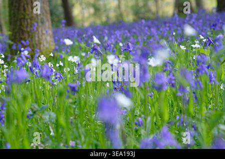 bluebells et fleurs sauvages blanches dans un cadre boisé, blickling woods, norfolk, angleterre Banque D'Images