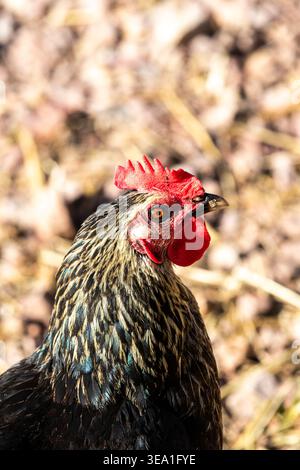Poulet poule de race Maran Banque D'Images