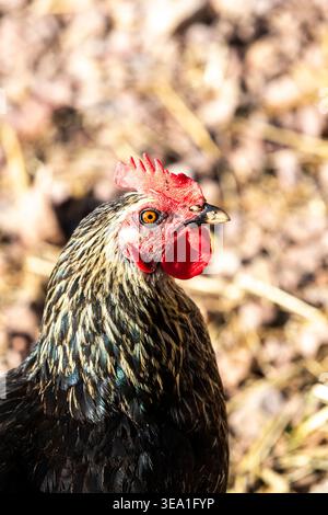 Poulet poule de race Maran Banque D'Images