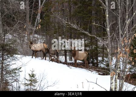 Elk un matin de mars dans le nord du Wisconsin. Banque D'Images