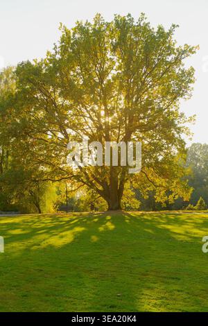 Majestueux chêne rétroéclairé par la lumière chaude du soleil projetant de longues ombres sur l'herbe verte, Świętokrzyskie, Pologne. Banque D'Images