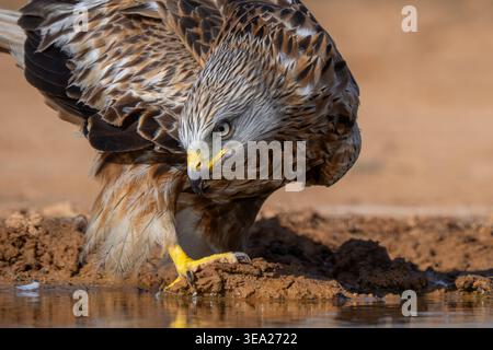 Cerf-volant rouge (Milvus milvus) gros plan portrait d'eau potable adulte de l'étang au printemps Banque D'Images