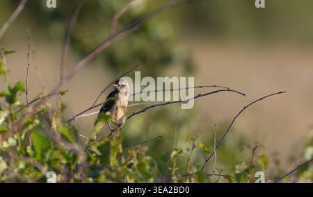 Jeune oiseau de pierre européen perché sur une branche mince dans un habitat naturel en plein air pendant la journée, observant ses environs Banque D'Images