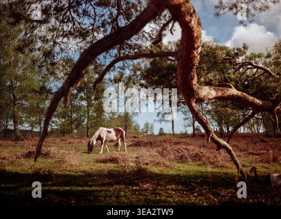 Un cheval patché brun et blanc paissant dans la New Forest encadré dans les branches d'un arbre pris dans la lumière du soleil d'une chaude journée d'été. Banque D'Images