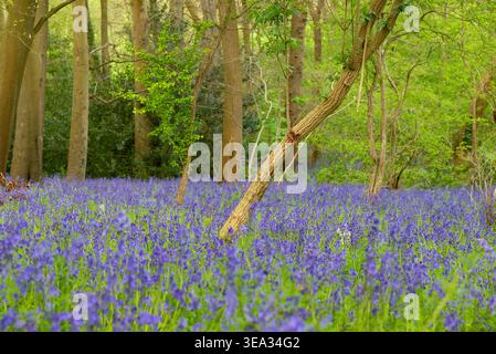 Bois de bluebell à Bristol UK Banque D'Images