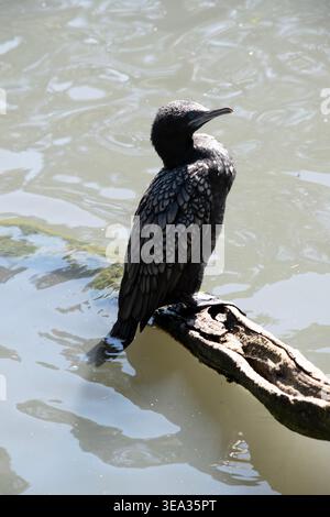 le petit cormoran noir est un oiseau de mer noir avec un œil bleu Banque D'Images