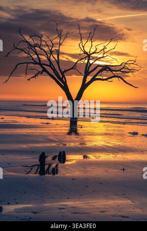 Un seul arbre flottant se dresse contre un lever de soleil brillant à Boneyard Beach, Caroline du Sud, tandis que de douces vagues reflètent la lumière dorée sur mouillée Banque D'Images