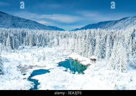 Vue aérienne du lac turquoise Zelenci entouré de forêts de pins enneigées et de montagnes majestueuses en hiver, Slovénie. Banque D'Images