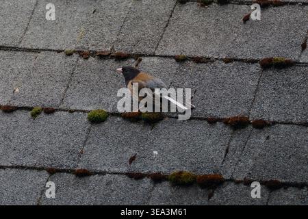 Junco aux yeux foncés debout sur des tuiles de toit moussues dans une lumière naturelle douce Banque D'Images