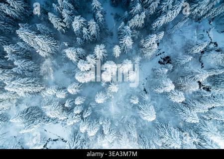 Vue aérienne d'une dense forêt de pins couverte d'épaisse neige blanche pendant l'hiver en Slovénie. Banque D'Images