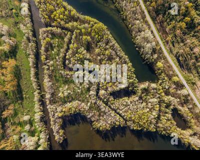 Vue aérienne de la rivière Pô sinueuse entourée de forêts verdoyantes denses et d'une route étroite dans le Parco fluviale del po Trino, Piémont, Italie. Banque D'Images