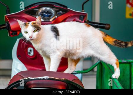 Mignon gris blanc noir orange rouge blanc ludique adorable chat Kitty se détend sur le siège moto scooter à Patong Beach Kathu Phuket Island Pro Banque D'Images