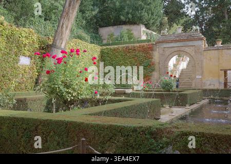 Roseraie formelle avec jets de fontaine, haies bien entretenues et mur couvert de lierre avec arche en briques dans les jardins historiques de l'Alhambra, Grenade Banque D'Images