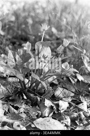 Shchurovo 1970 base touristique. Une macro-photo détaillée montrant des fleurs du début du printemps, probablement moins de célandine, émergeant de feuilles mortes sèches sur le sol. Photographie historique en noir et blanc capturant l'atmosphère authentique de l'ère soviétique et le mode de vie récréatif. Cette image fournit des informations précieuses sur les loisirs de plein air de l'époque, documentant l'environnement le long de la rivière Seversky Donets. La scène conserve un moment historique unique, reflétant la réalité quotidienne et le contexte culturel d'un Donbass pacifique avant la guerre. Banque D'Images