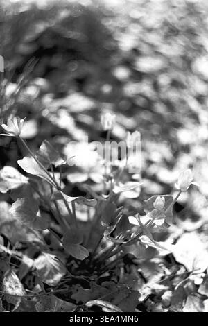 Shchurovo 1970 base touristique. Une macro-photo détaillée montrant des fleurs du début du printemps, probablement moins de célandine, émergeant de feuilles mortes sèches sur le sol. Photographie historique en noir et blanc capturant l'atmosphère authentique de l'ère soviétique et le mode de vie récréatif. Cette image fournit des informations précieuses sur les loisirs de plein air de l'époque, documentant l'environnement le long de la rivière Seversky Donets. La scène conserve un moment historique unique, reflétant la réalité quotidienne et le contexte culturel d'un Donbass pacifique avant la guerre. Banque D'Images
