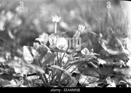 Shchurovo 1970 base touristique. Une macro-photo détaillée montrant des fleurs du début du printemps, probablement moins de célandine, émergeant de feuilles mortes sèches sur le sol. Photographie historique en noir et blanc capturant l'atmosphère authentique de l'ère soviétique et le mode de vie récréatif. Cette image fournit des informations précieuses sur les loisirs de plein air de l'époque, documentant l'environnement le long de la rivière Seversky Donets. La scène conserve un moment historique unique, reflétant la réalité quotidienne et le contexte culturel d'un Donbass pacifique avant la guerre. Banque D'Images