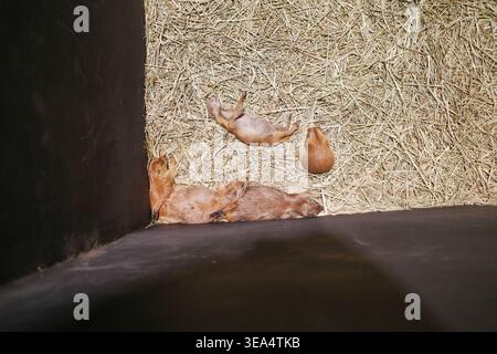 Trois jeunes cochons reposent sur de la paille. Ils sont nichés dans un coin de grange. Un cochon se blottit près de l'autre. Le troisième se trouve enroulé à côté d'eux. Filtres de lumière Banque D'Images