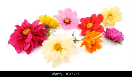Fleurs de jardin mélangées isolées sur fond blanc. Fleur colorée de dahlia mignon, aster, cosmos, fleurs de zinnia. Banque D'Images