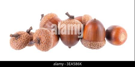 Chêne Acorn isolé sur fond blanc. Glands bruns mûrs. Masque Banque D'Images