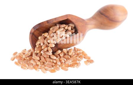 Grains d'épeautre pelés organiques isolés sur fond blanc. Triticum spelta ou blé foncé dans une cuillère en bois. Masque Banque D'Images