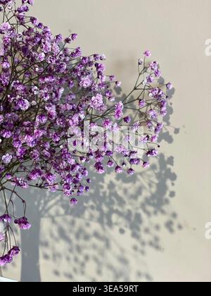 Fleurs roses délicates de gypsophila projetant des ombres douces sur le mur beige à la lumière du soleil naturelle, composition florale esthétique minimale Banque D'Images