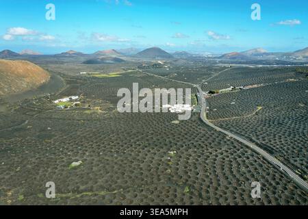 Vignobles sur sol de lave, avec les cônes volcaniques en arrière-plan ; les vignes poussent en creux, vue aérienne, îles Canaries, Lanzarote, la Geria Banque D'Images