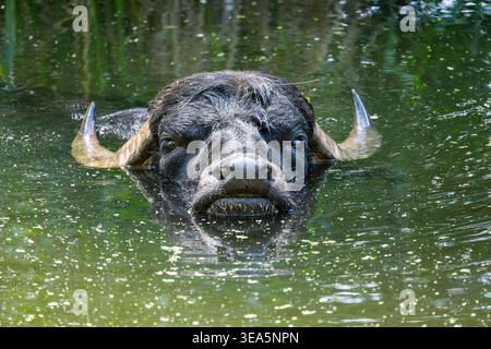 Buffle d’eau asiatique, buffle d’eau sauvage, carabao (Bubalus bubalis, Bubalus arnee), prendre un bain, portrait Banque D'Images