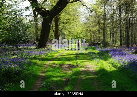 Promenade à travers Graffridge Wood près de Langley Banque D'Images