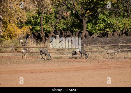 Cerf mulet au parc national de Capitol Reef, Torrey, Utah, États-Unis Banque D'Images